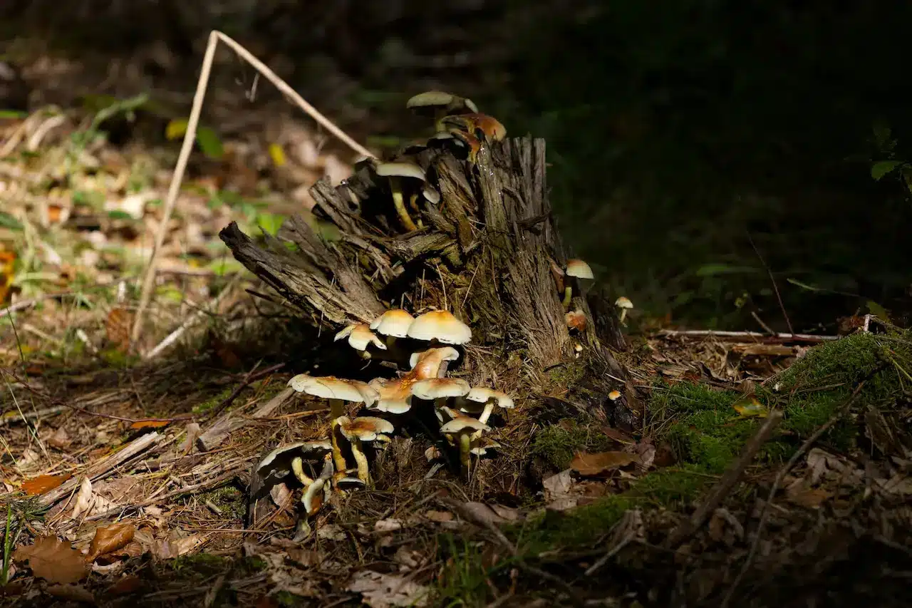 Decaying Tree Stumps