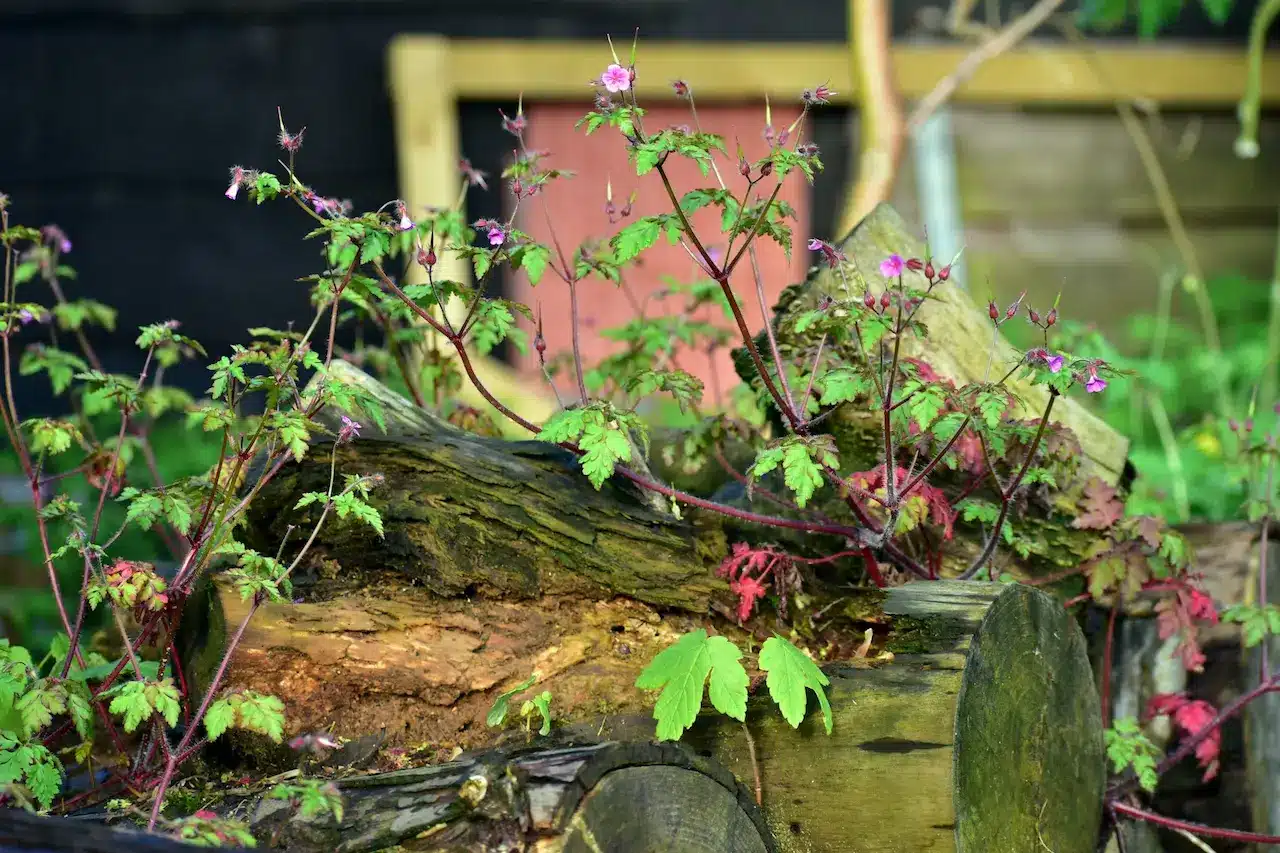 Problems Lurking in Decaying Tree Stumps